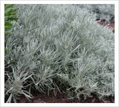 Image result for Helichrysum silvaticum
