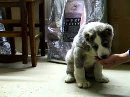 Zhan is ourr best award winning australian bred female. Alabai Puppy 2 Months Old Youtube