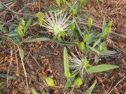 Image result for Maerua descampsii