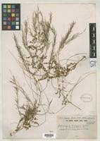 Image result for Asparagus buchananii