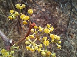 Image result for Cissus cornifolia