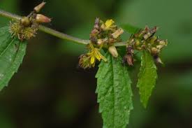 Image result for Triumfetta pilosa