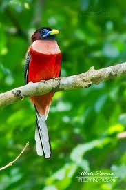 Pin By Tish Cooley On Birds Most Beautiful Birds Wild Birds Beautiful Birds