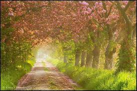 The Avenue From Anne Of Green Gables Anne Of Green Gables Green Gables Nature
