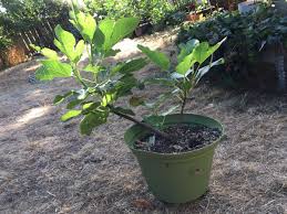 + 2 378,87 rub доставка. Anyone Growing Figs In Tapla S Gritty Mix Ourfigs Com