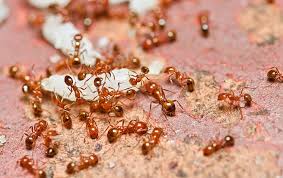 Brandon pest control is a leading provider of top quality pest control services in valrico fl for those who want nothing less than fast & efficient service. Affordable Pest Control In Lake County Fl The Villages