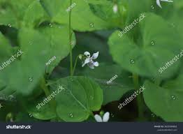 Image result for Merremia verecunda