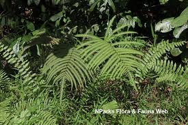 Image result for Amblovenatum