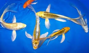 Simak tips seputar cara membersihkan kolam renang di sini. 5 Peralatan Penting Agar Kolam Ikan Koi Tetap Sehat