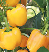 Anbau Von Paprika Und Chili Paprika Pflanzen Gefullte Paprikaschoten Gemuse Anbauen