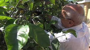 350 10th ave ste 1062. How Unpicked Fruit In Your Yard Can Help Refugees In San Diego Kpbs
