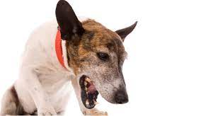Note when your dog is most likely to cough, and whether the cough is moist and productive. Bronchitis In Dogs Symptoms Treatments Trudell Animal Health