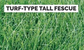 There isn't a plant it and forget it grass and all florida empire is not just a zoysia grass—empire is the best grass for florida. How To Identify Your Lawn Grass