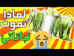 اسباب موت النباتات المنزلية اكتر ثلاث اخطاء شائعة عند الزراعة فى المنزل Youtube Garden Plants Vegetables