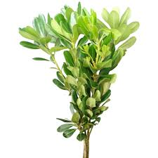 Image result for Pittosporum
