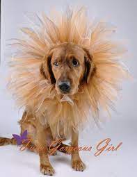 10 Diy Halloween Dog Costumes That Won T Drive Them Crazy Holidappy Dog Halloween Costumes Dog Halloween Costumes Diy Dog Halloween
