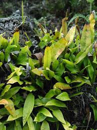 Image result for Elaphoglossum kivuense