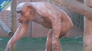 We did not find results for: Muscle Bound Chimp Four Times Stronger Than Humans Shows Why We Pray Planet Of The Apes Never Happens