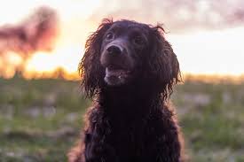 English cocker spaniel lovers often use the word 'merry' to describe their breed. 7 Popular Spaniel Mixes With Pictures Sprocker Lovers
