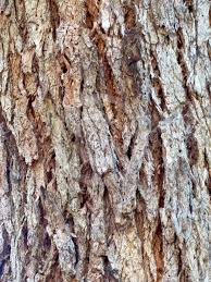 Image result for Eucalyptus botryoides