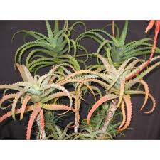 Image result for Aloe arborescens × inyangensis