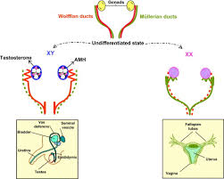 Anti Mullerian Hormone Receptor Defect Sciencedirect