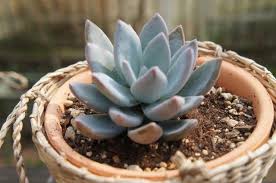 多肉植物 霜の朝 危ない ローラ ラウリンゼ復活 Oldオードリー リズ おちび いつでも夢を