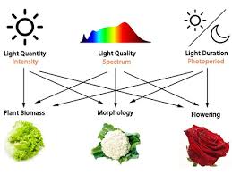 Horticulture Lighting Yujileds