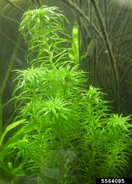 Image result for Syngonanthus