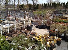 Day 343 Of 365 Dufferin Garden Centre Garden Center Garden Plants