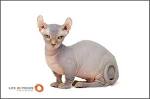 Dwelf Cat Breed Information and Pictures - PetGuide