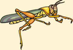 Learn vocabulary, terms and more with flashcards, games and other study tools. Grasshopper Anatomy Body Pictures Diagram