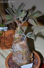 Image result for Cyphostemma zombense