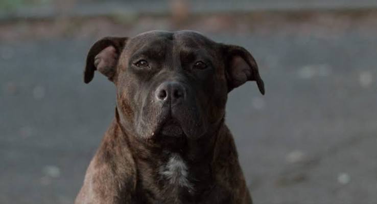 Ghost Dog: The Way of the Samurai - Studiocanal - Blueprint: Review
