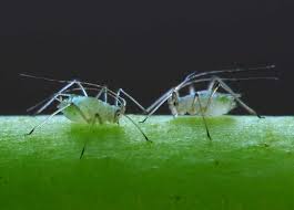 Maybe you would like to learn more about one of these? Aphids Greenflies Cannabis How To Get Rid Of It Quickly