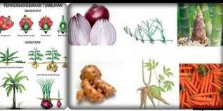 Umbi akar adalah akar yang membesar berisi cadangan makanan. Guru Berbagi Perkembangbiakan Vegetatif Pada Tumbuhan