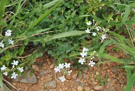 Image result for Chascanum hederaceum