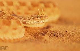 الحية أم جنيب snake wallpaper snake images pet birds