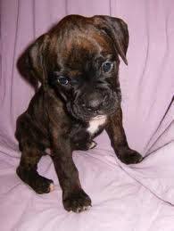 Boxer pup 8 weeks old puppy male. Boxer Puppies For Sale Craigslist Ohio Petfinder