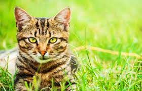 ruyada kedi gormek ne anlama gelir kadin com
