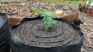 Marijuana Growers Hq Drip Irrigation Kits For Cannabis Gardens Marijuana Growers Hq