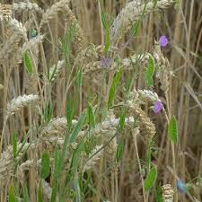 Image result for Lathyrus hirsutus