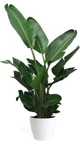 Houseplant Full Grown White Bird Of Paradise Bird Of Paradise Large Plants Decor Cups Bird Decorcups Large Paradise Plants In 2020 Bathroom Plants Birds Of Paradise Plant Paradise Plant