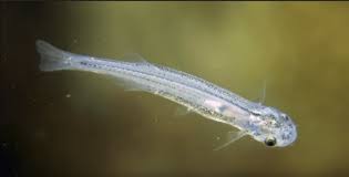 Image result for Vandellia