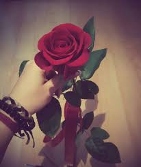 Check spelling or type a new query. Red Roses Dpz