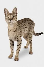 The combination of serval cats and siamese makes this type of cat one of a kind. 11 Things You Didn T Know About Savannah Cats We Re All About Cats