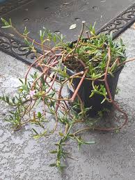 Image result for Sesuvium portulacastrum