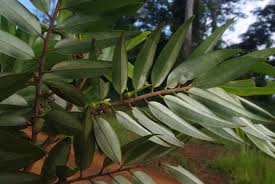 Image result for Xylopia wilwerthii