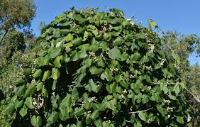 Image result for Argyreia nervosa