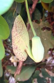 Image result for Aristolochia littoralis